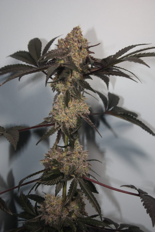 Berry Bonds Bred by BlockHead Buds - Image 6