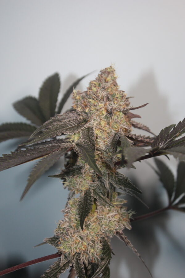 Berry Bonds Bred by BlockHead Buds - Image 7