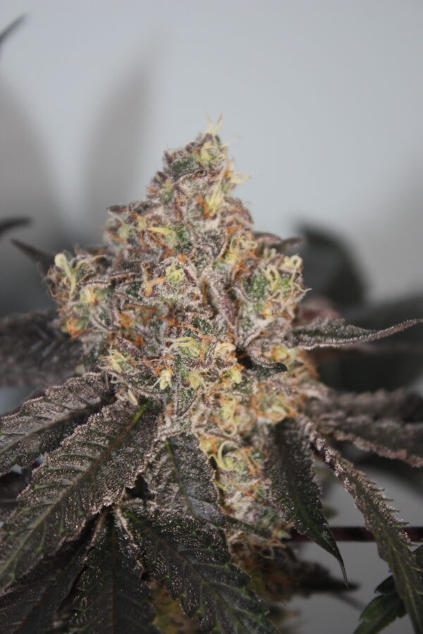 Berry Bonds Bred by BlockHead Buds - Image 8