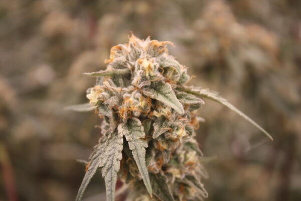 Hitmints bred by Rocky Mountain High - Image 3