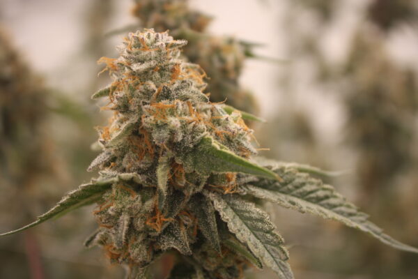 Strawberry Cream Cake bred by Bloom Seed co. - Image 8