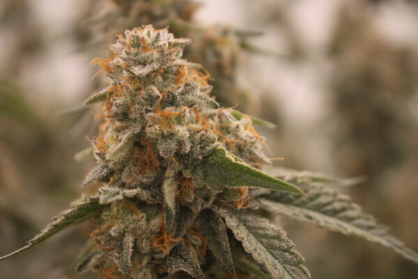 Strawberry Cream Cake bred by Bloom Seed co. - Image 9