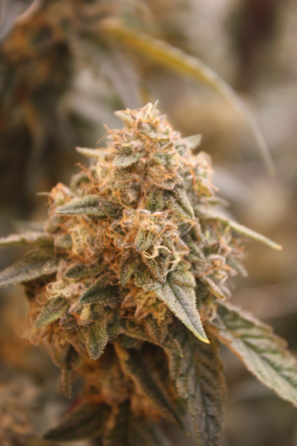 La bomba By Compound Genetics - Image 3