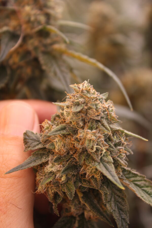 La bomba By Compound Genetics - Image 5