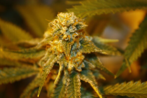 Strawberry Cream Cake bred by Bloom Seed co. - Image 2