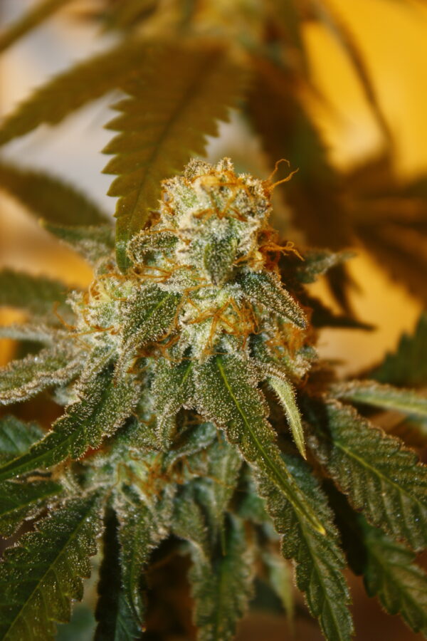 Strawberry Cream Cake bred by Bloom Seed co. - Image 3