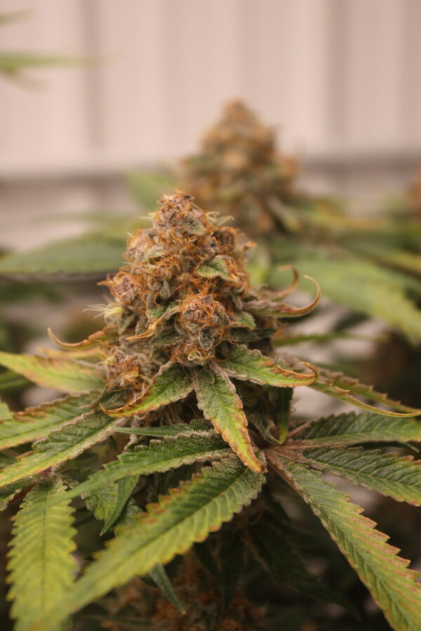 Grape L.S.D by MASS MEDICAL - Image 5