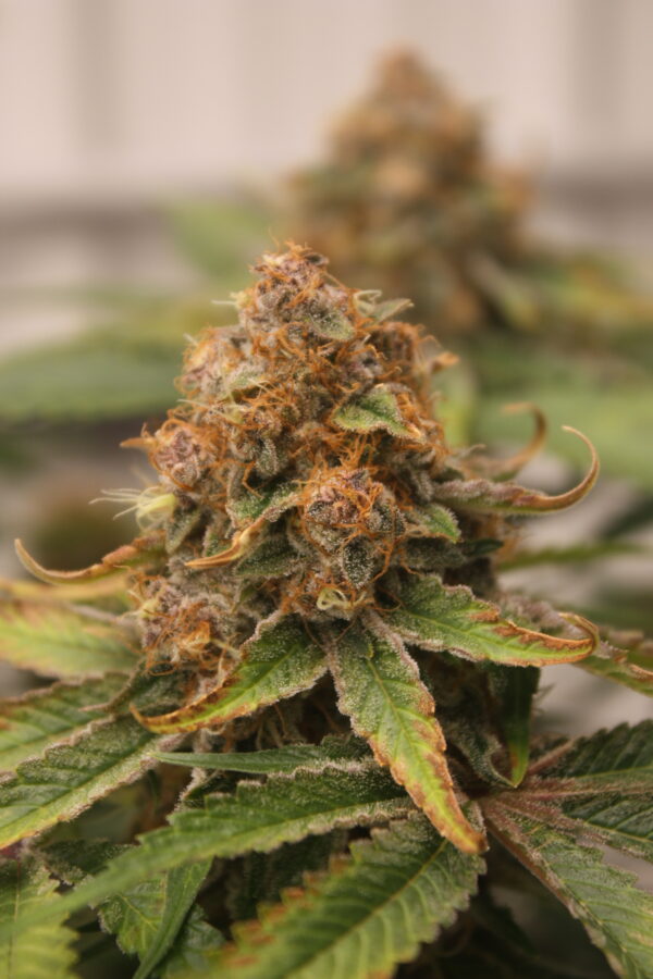 Grape L.S.D by MASS MEDICAL - Image 6