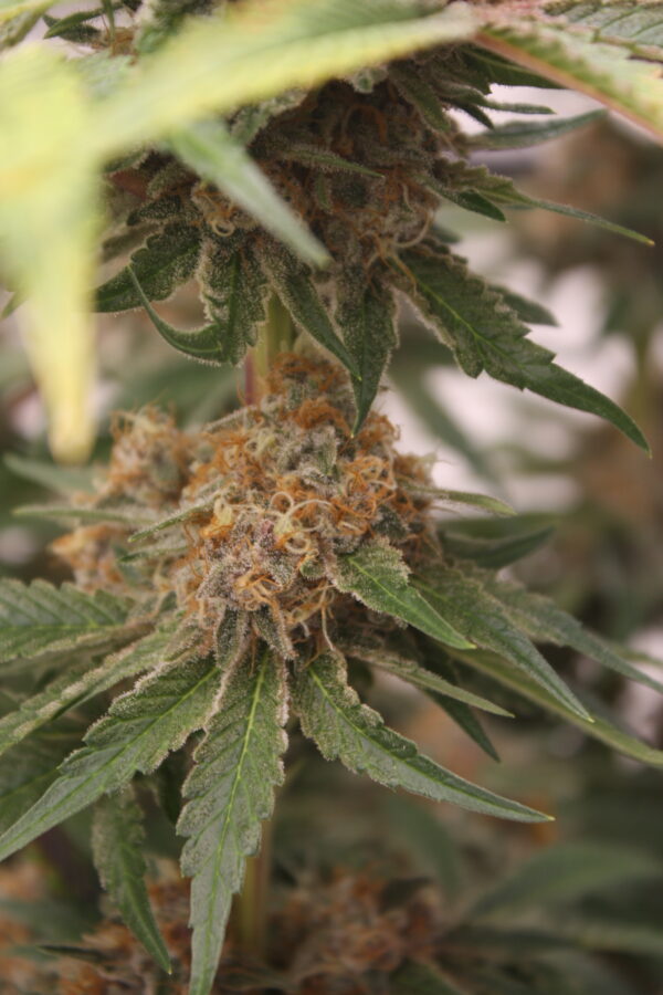 Grape L.S.D by MASS MEDICAL - Image 7