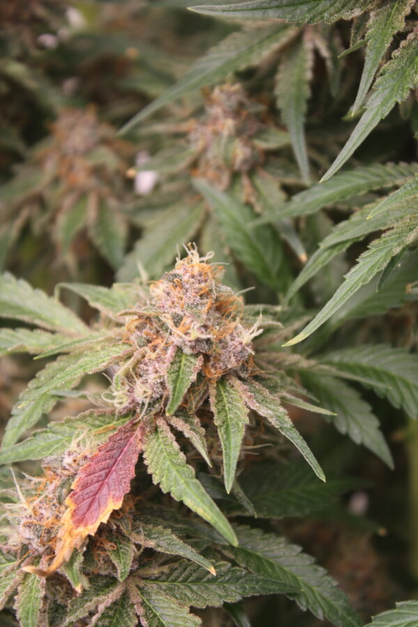 Grape L.S.D by MASS MEDICAL - Image 8