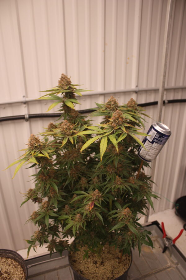 Grape L.S.D by MASS MEDICAL - Image 9