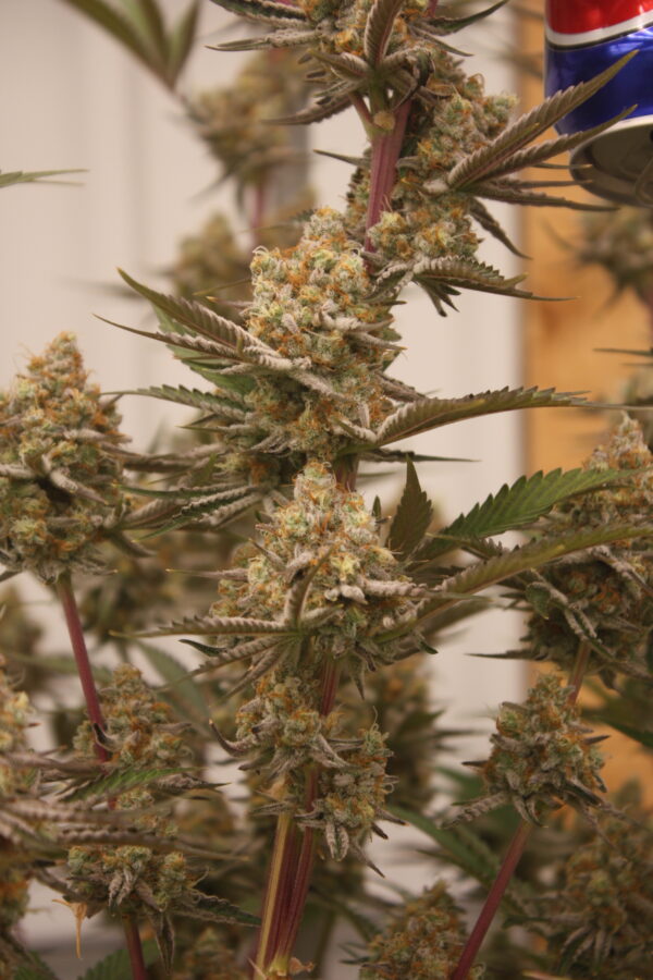 Tahoe Snow by Inhouse Genetics - Image 3