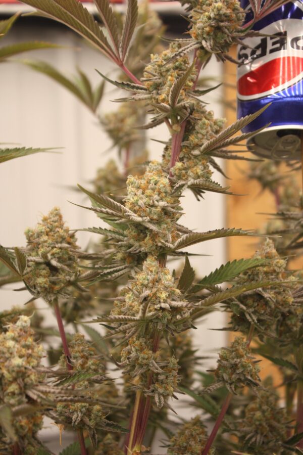 Tahoe Snow by Inhouse Genetics - Image 2