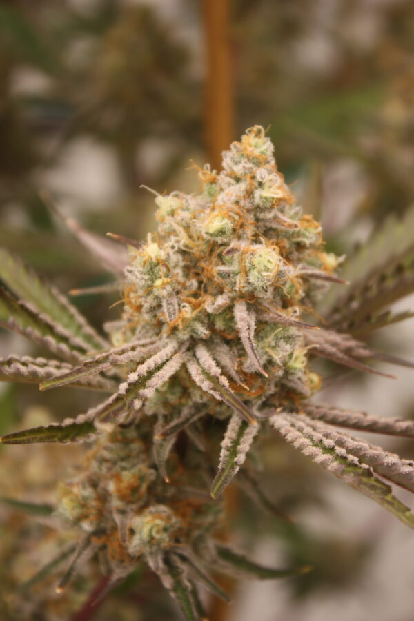 Tahoe Snow by Inhouse Genetics - Image 6