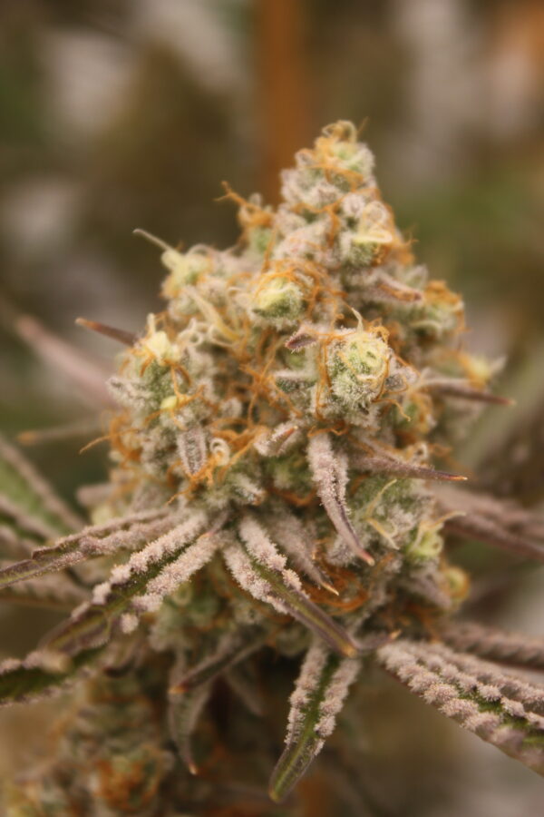 Tahoe Snow by Inhouse Genetics - Image 7