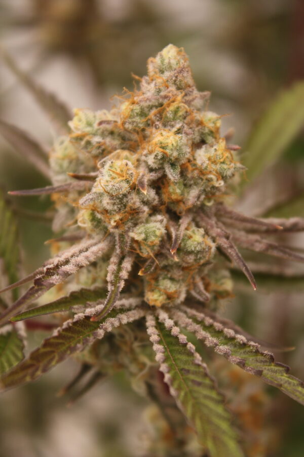 Tahoe Snow by Inhouse Genetics - Image 8