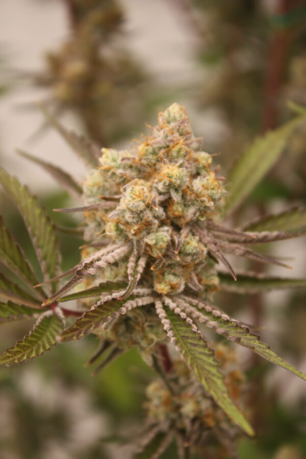 Tahoe Snow by Inhouse Genetics - Image 9