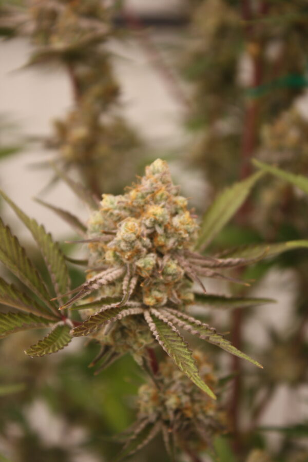 Tahoe Snow by Inhouse Genetics - Image 10